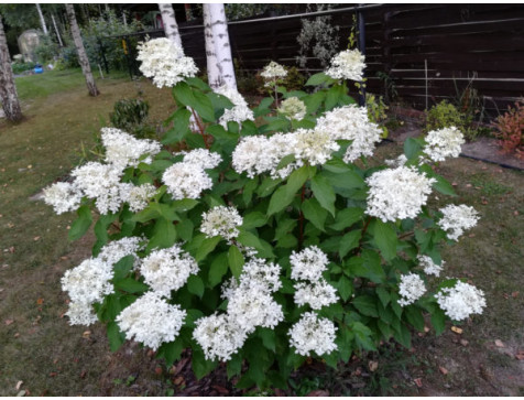 Гортензия Прим Уайт (Prim White) (метельчатая) Гортензия Прим Уайт (Prim White) (метельчатая)