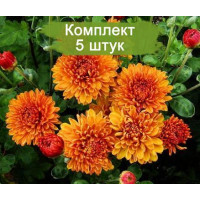 Комплект 5шт  / Хризантема Каштанка (Среднецветковая/Оранжевая)