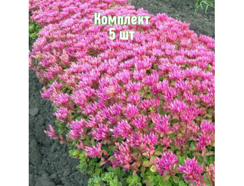 Комплект 5шт / Очиток (седум) ложный Розеум Комплект 5шт / Очиток (седум) ложный Розеум